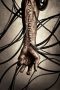 Pandorum (2009) BluRay 480p & 720p Free HD Movie Download